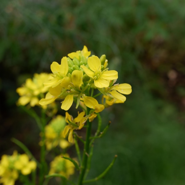 fleurs jaunes de moutarde qui fleurissent dans la cour