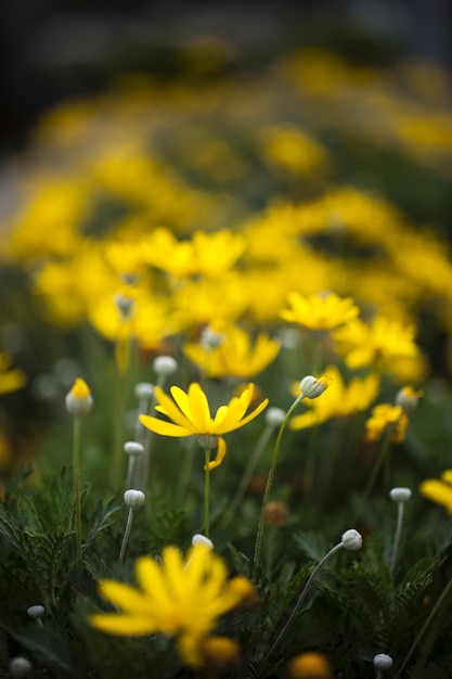 Fleurs jaunes naturelles et romantiques dans la nature