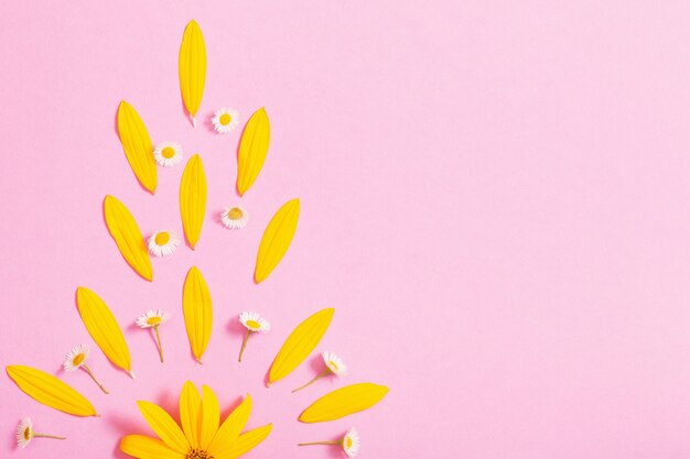 Photo fleurs jaunes sur papier rose