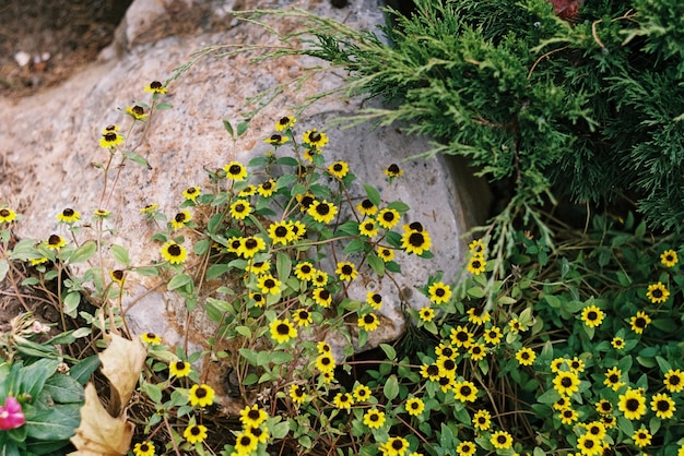 Fleurs jaunes sur une pierre dans le jardin