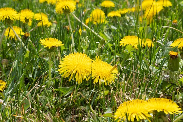 Photo fleurs jaunes de pissenlits sur fond vert