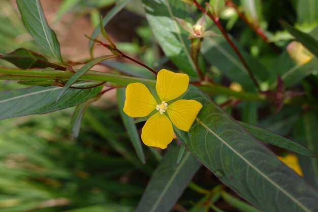 Photo fleurs jaunes d'une plante dont le nom scientifique est ludwigia decurrens