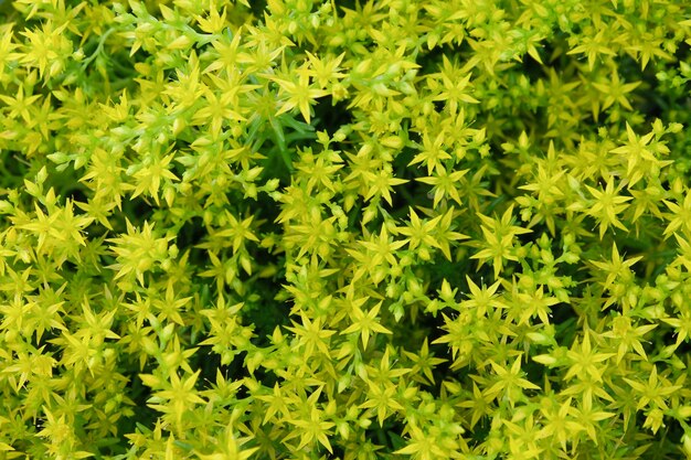 Fleurs jaunes plante fond close up copy space