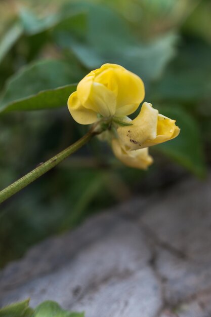 Photo des fleurs jaunes de la plante vigna angularis avec un jardin naturel à l'arrière-plan