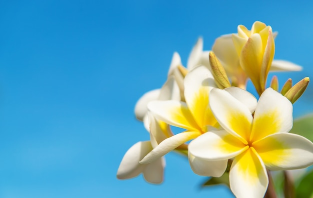 fleurs jaunes de plumeria en fleurs contre le ciel