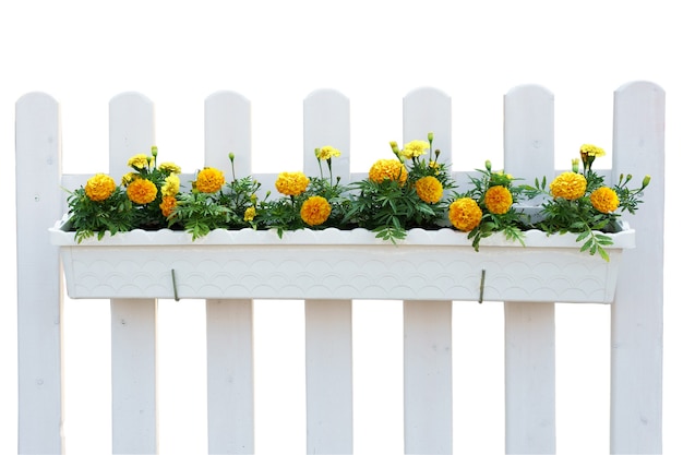 Fleurs jaunes en pot blanc sur la clôture avec des feuilles vertes, plante isolée