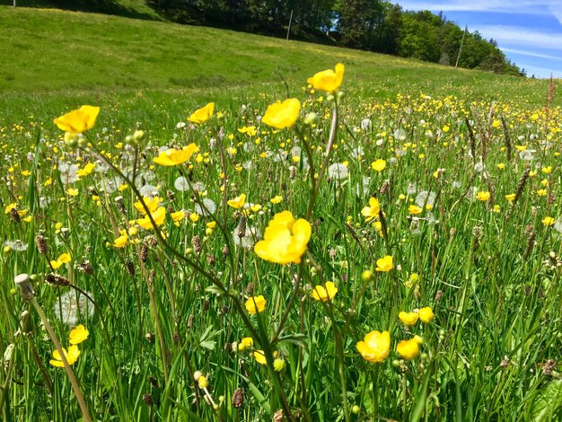 Photo des fleurs jaunes poussant dans le champ