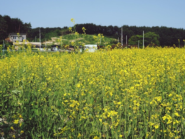 Des fleurs jaunes poussent sur le champ.