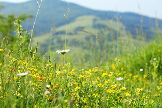 Fleurs jaunes sur le pré vert