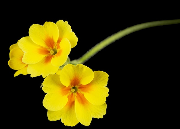 Fleurs jaunes de primevère isolées sur fond noir