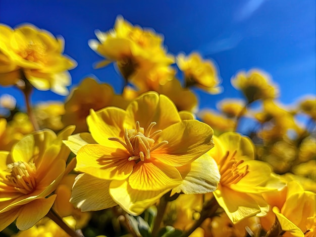 fleurs jaunes de printemps et le ciel bleu pas de nuages vue macro