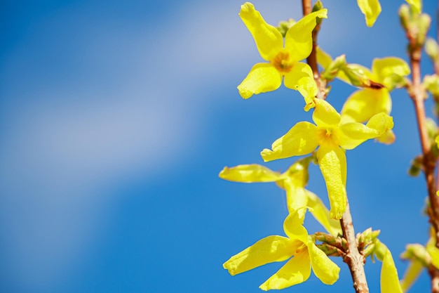 Fleurs jaunes de printemps forsythia close up Lieu de fond naturel pour le texte