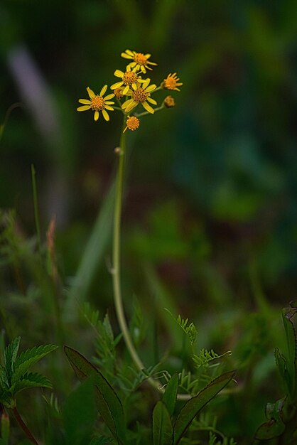 Photo des fleurs jaunes de printemps