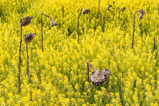 Des fleurs jaunes qui poussent dans les champs