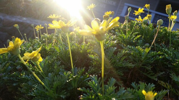 Photo des fleurs jaunes qui poussent par une journée ensoleillée