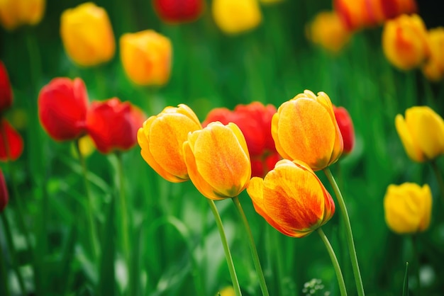 fleurs jaunes et rouges