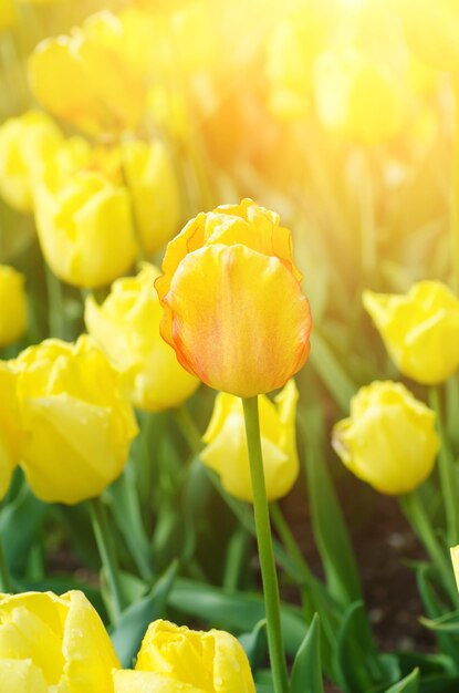 fleurs jaunes et rouges