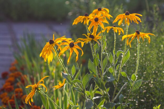 Fleurs jaunes de rumeria un jour d'été