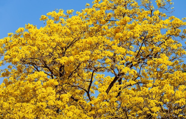 Les fleurs jaunes s'épanouissent