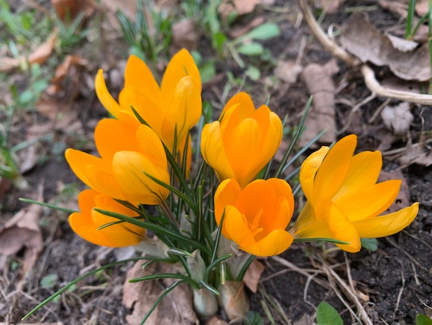 Des fleurs jaunes de safran Des fleurs de printemps