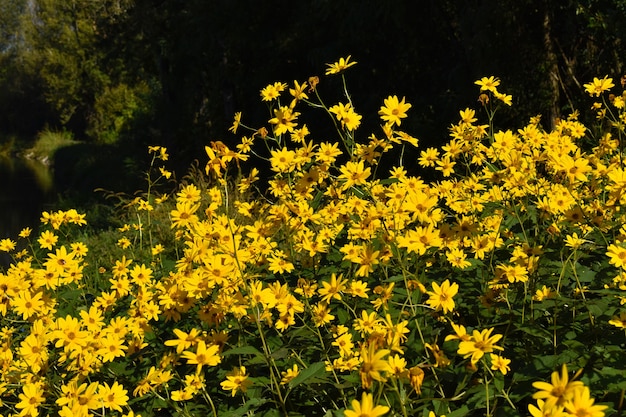 fleurs jaunes sauvages à la campagne