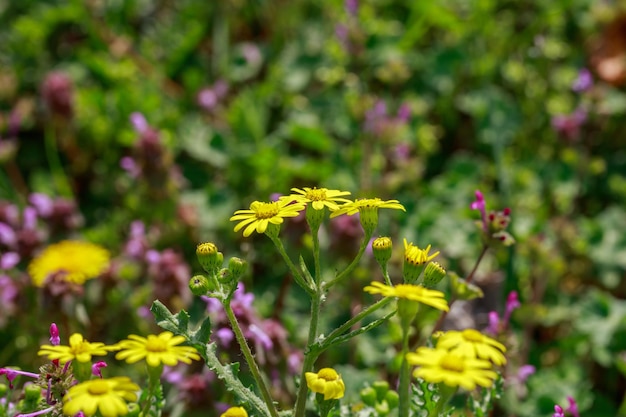 Fleurs jaunes sauvages sur le champ libre