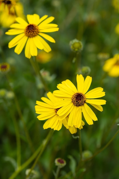 Photo fleurs jaunes sauvages dans le gros plan de la nature