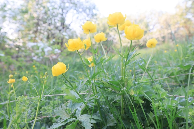 fleurs jaunes sauvages dans un paysage de champ