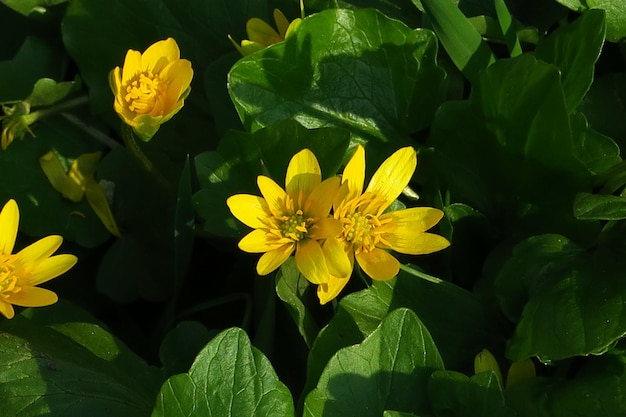 des fleurs jaunes sauvages poussent dans le jardin