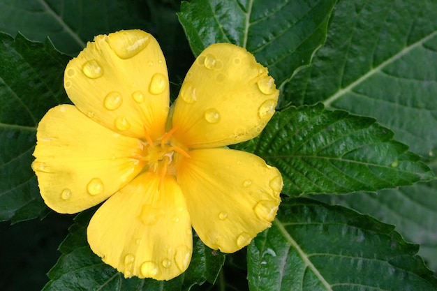 Les fleurs jaunes sont très lumineuses et belles.