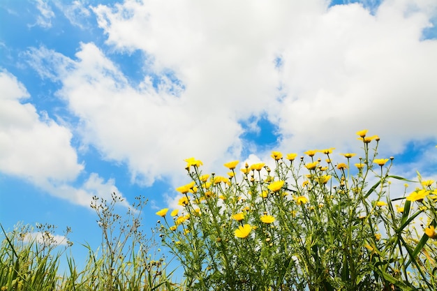 Fleurs jaunes sous un ciel nuageux un jour de printemps