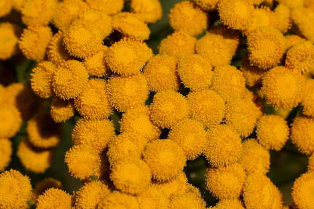 Fleurs jaunes de Tancy qui fleurit en été Tansy Tanacetum vulgare est une plante vivace floral jaune naturel d'arrière-plan d'été