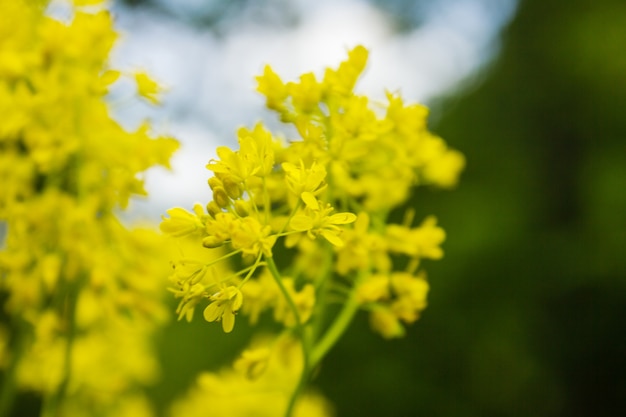 Fleurs jaunes sur le terrain au printemps