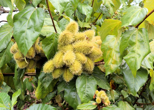 Fleurs jaunes sur la tige dans les plantes tropicales du jardin