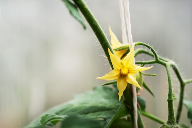 Fleurs jaunes d'une tomate en fleurs