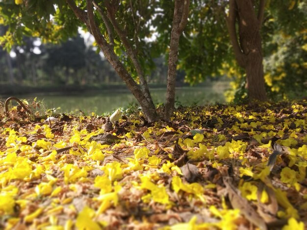 Des fleurs jaunes tombées et des feuilles sur le sol.