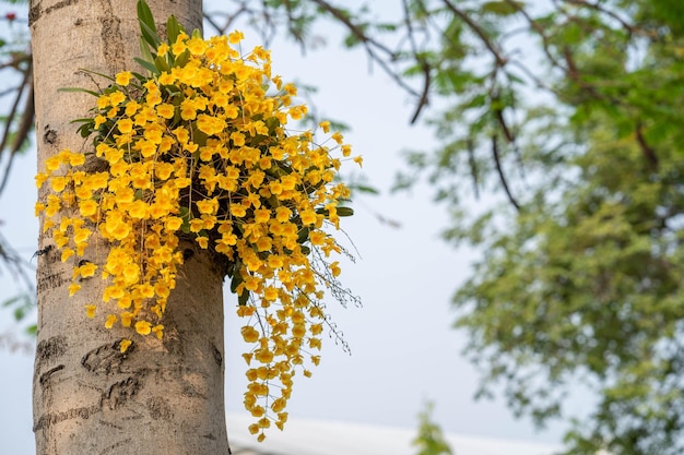 Fleurs jaunes sur un tronc d'arbre