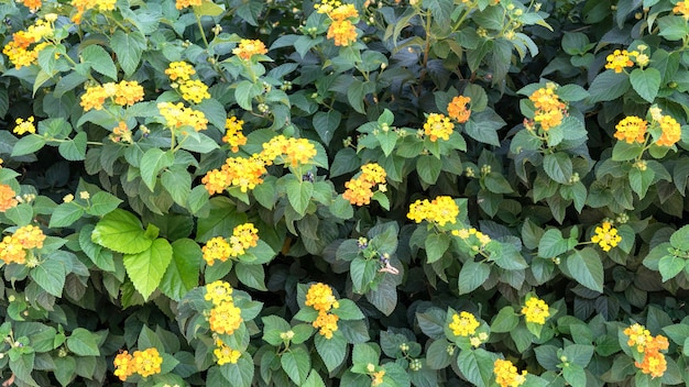 Fleurs jaunes tropicales Lantana avec des feuilles vertes, Chypre.