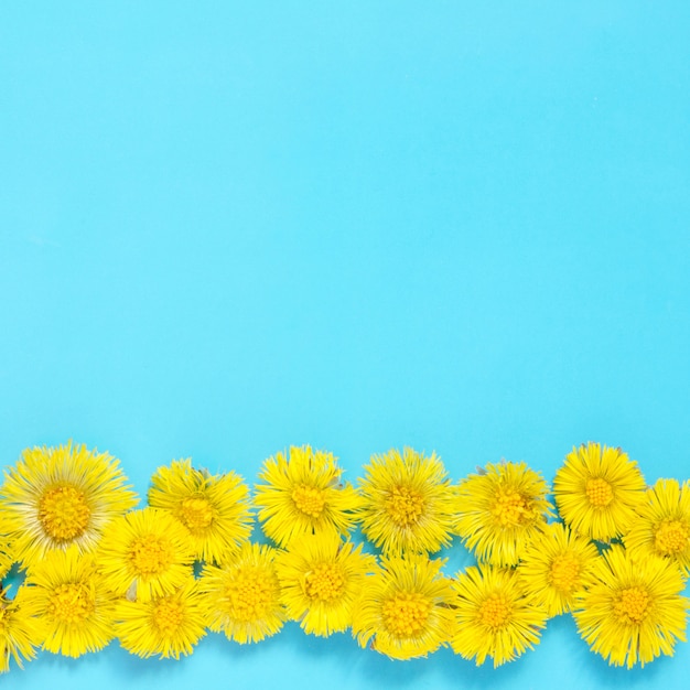 Fleurs jaunes de tussilage sur fond bleu