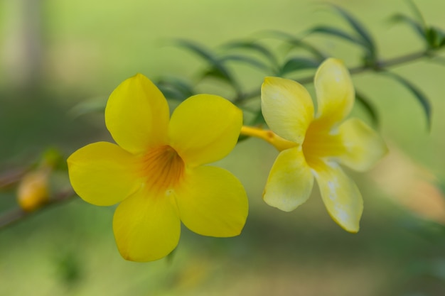 fleurs jaunes utiliser pour fond