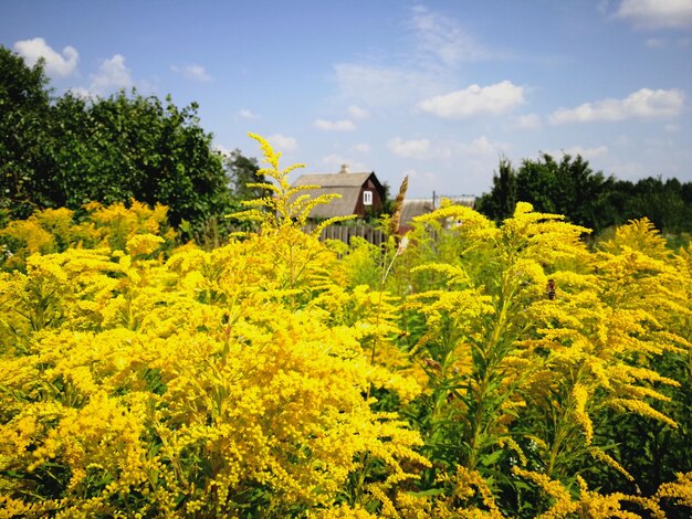 Des fleurs jaunes vibrantes couvrent le vaste paysage près d'une ferme néerlandaise d'huile de colza