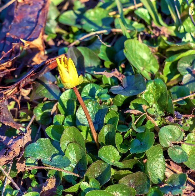 Fleurs jaunes vifs de Ficaria verna sur un fond de feuilles vertes au début du printemps