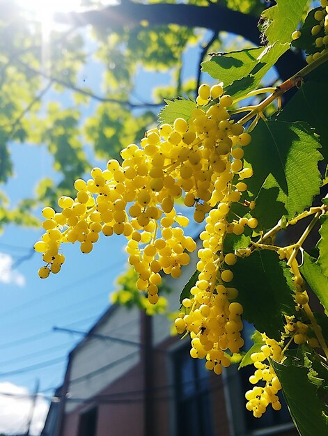 Photo des fleurs jaunes