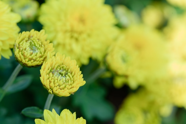 Les fleurs jaunes