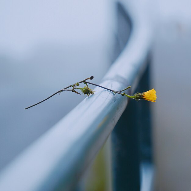 Les fleurs jaunes