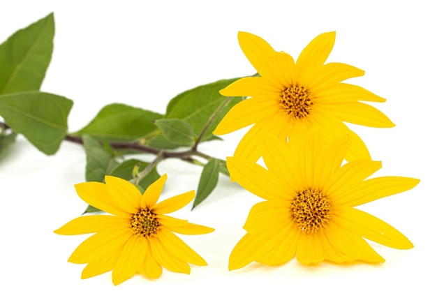 Fleurs de Jérusalem Artichoke Terre Pomme lat Helianthus tuberosus L ou girasol isolé sur fond blanc