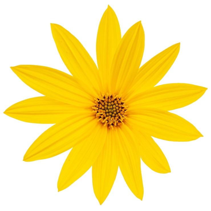 Photo fleurs de jérusalem artichoke terre pomme lat helianthus tuberosus l ou girasol isolé sur fond blanc