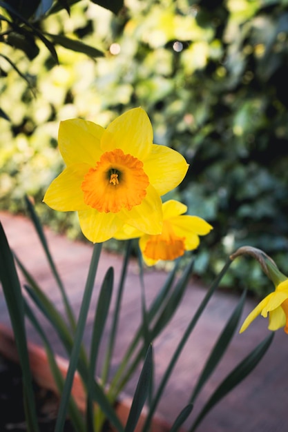 Fleurs de jonquille fleurissant dans le jardin