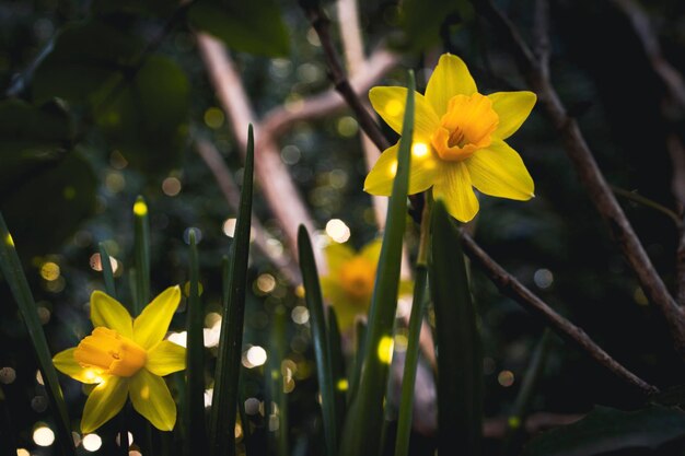 Fleurs de jonquille fleurissant dans le jardin