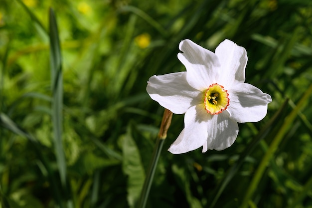 Fleurs de jonquilles blanches dans le jardin